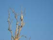 aigle pecheur  - sea eagle (1)